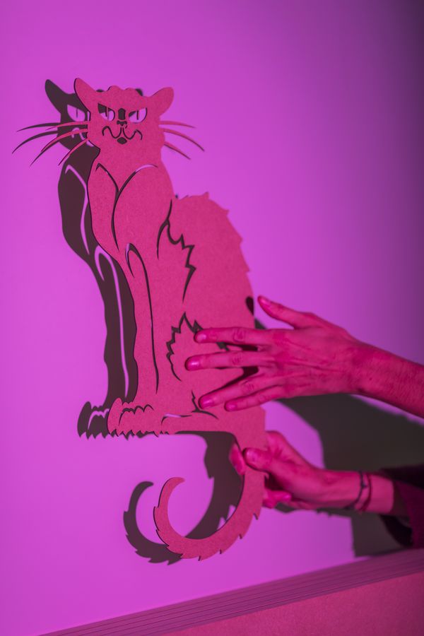 ombre chat noir rose