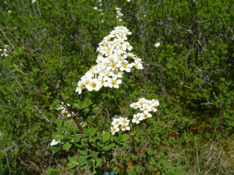 Spiraea-obovata-Chaumes-de-Thorus-Chateau-Larcher-2013-DO-11-e1619006422584