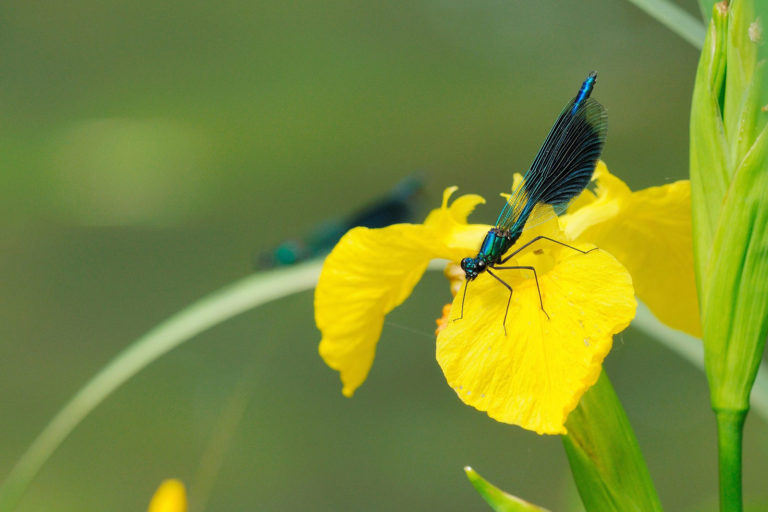Calopteryx-splendens-Alain-André
