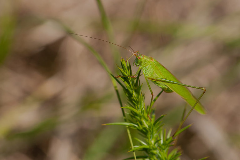 Phaneroptera falcata - Samuel Ducept