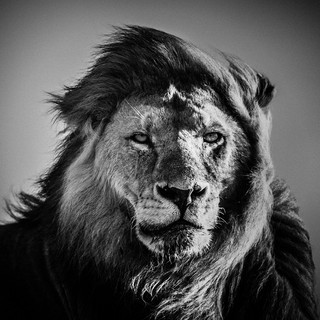 2- LIONS_Laurent Baheux