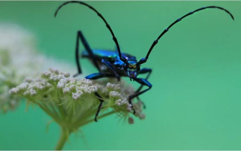 biodiversite